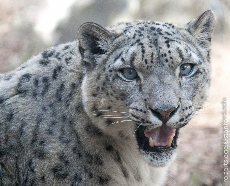 snow leopard